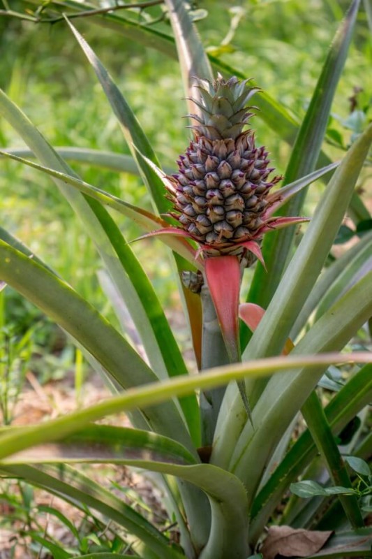 pineapple at the Chiang Mai cooking school farm