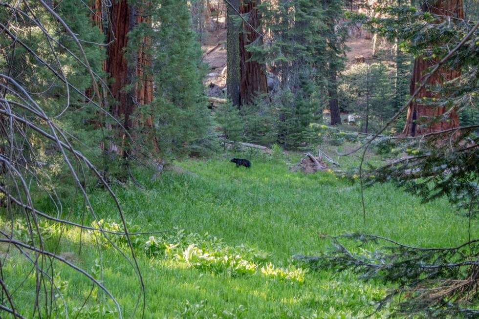 Bear sighting Camping Sequoia
