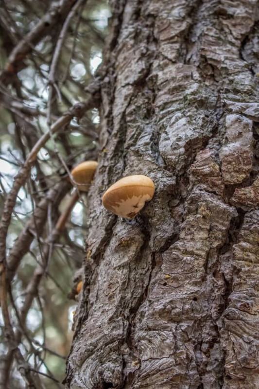 Mushrooms on a Tree Camping Sequoia