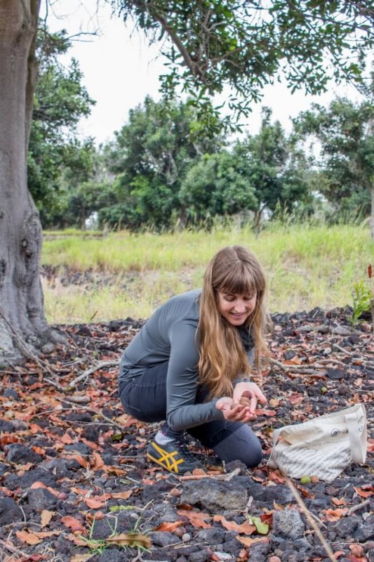 Jenny gathering macademia nuts for baklava
