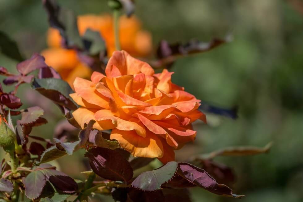 Orange Roses in Self-Realization Gardens LA