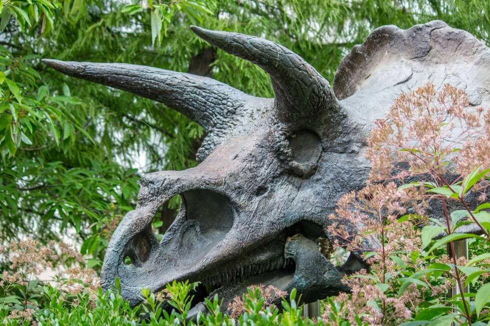 Washington DC Dinosaur Skull
