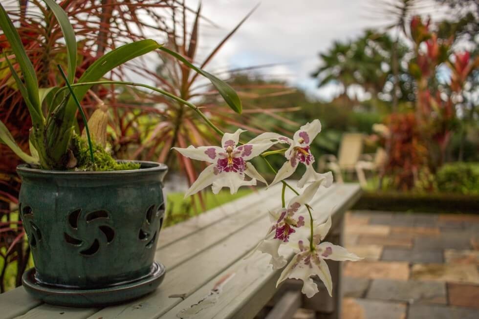 Hilo Hawaii Airbnb Orchids