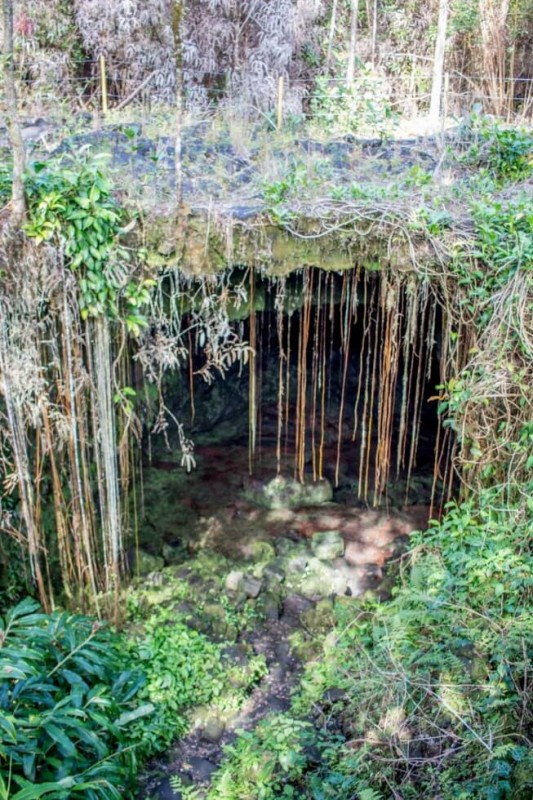 Kaumana Caves Hilo Hawaii Vines