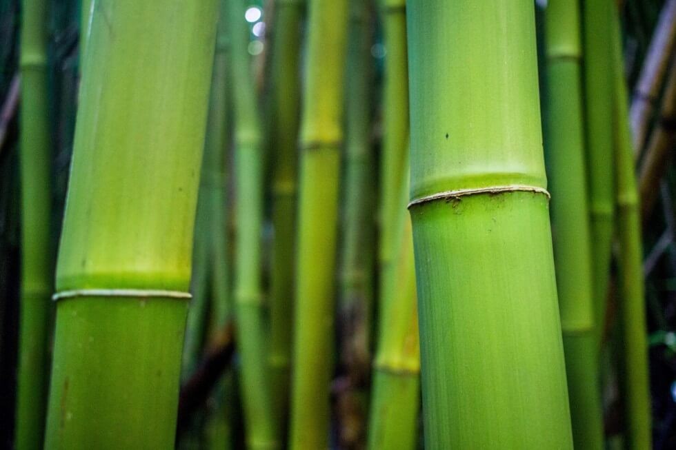 Best Maui Sights Bamboo Close-up