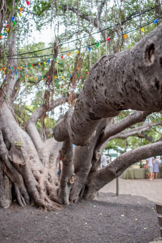 Best Maui Sights Lahaina Banyan Tree