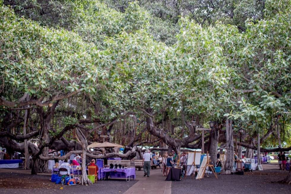 Best Maui Sights Lahaina Banyan Tree Park