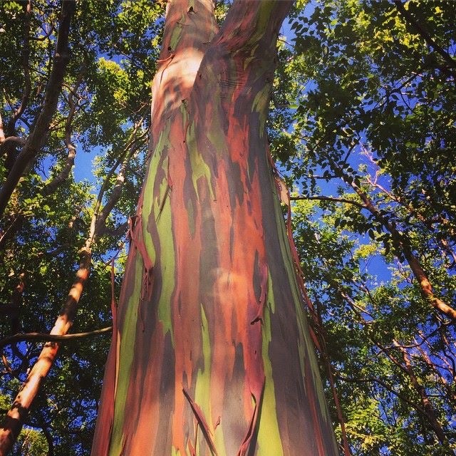 Best Maui Sights Rainbow Tree