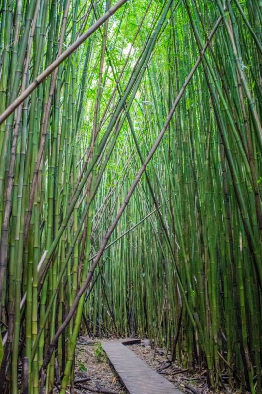 Best Maui Sights The Bamboo Boardwalk