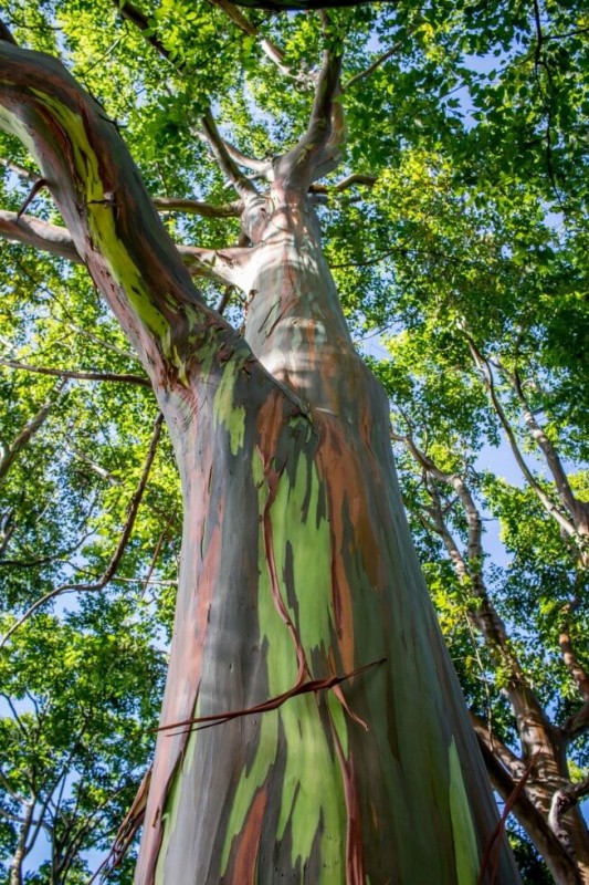 Best Maui sights the magical rainbow eucalyptus trees