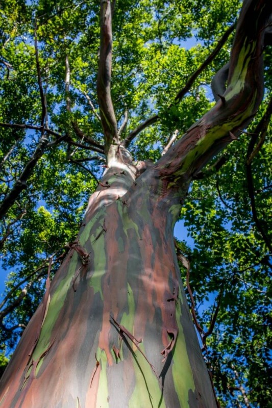 Best Maui sights the painted grove eucalyptus trees