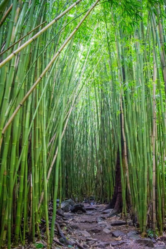 Maui-Bamboo-Forest-Hike