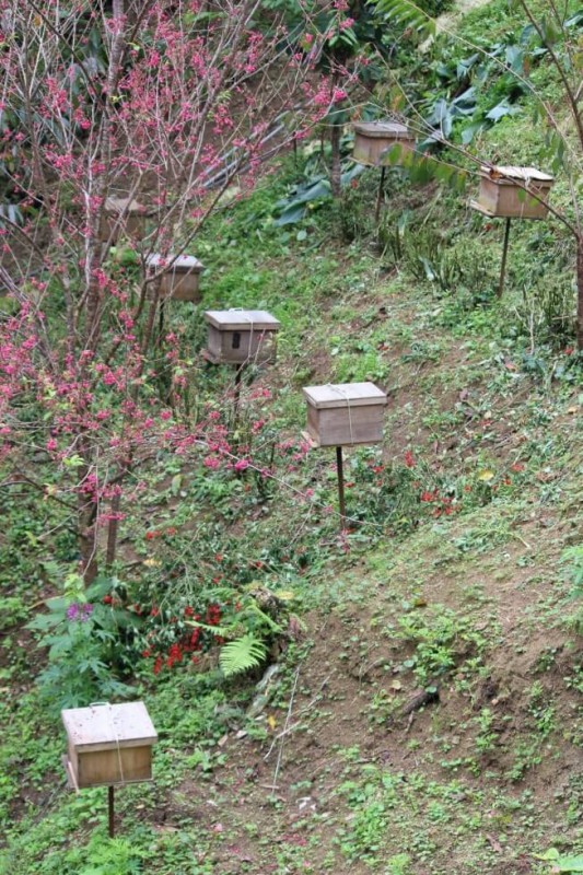 Visiting the bee farm in the Cameron Highland Malaysia