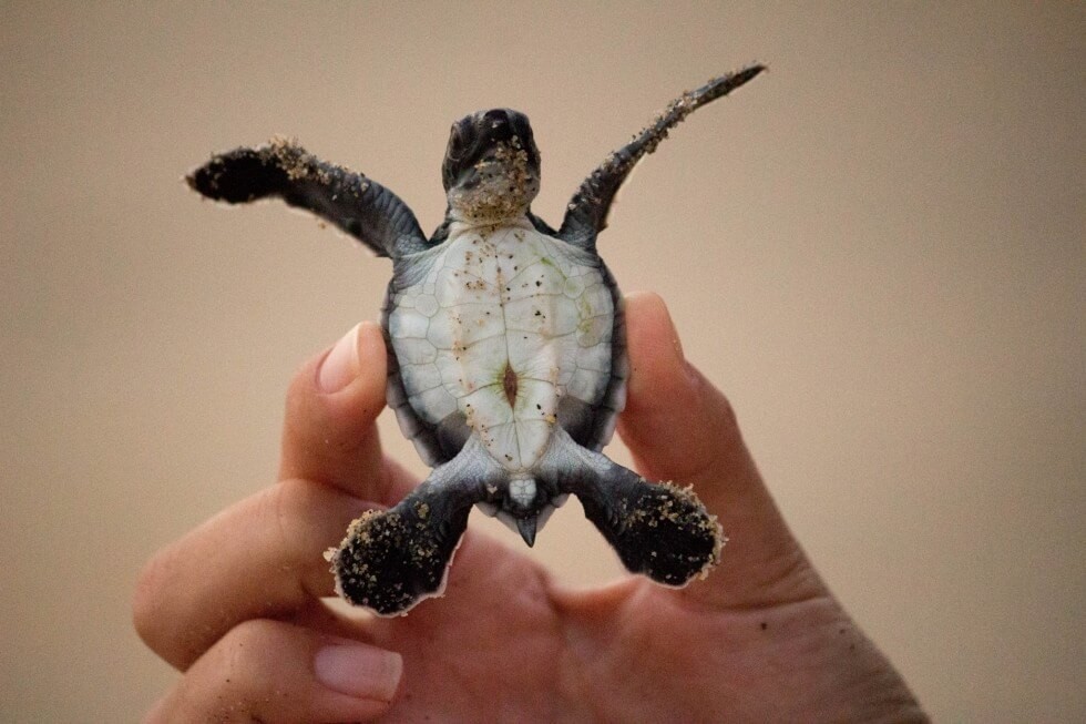 Baby Sea Turtle Belly