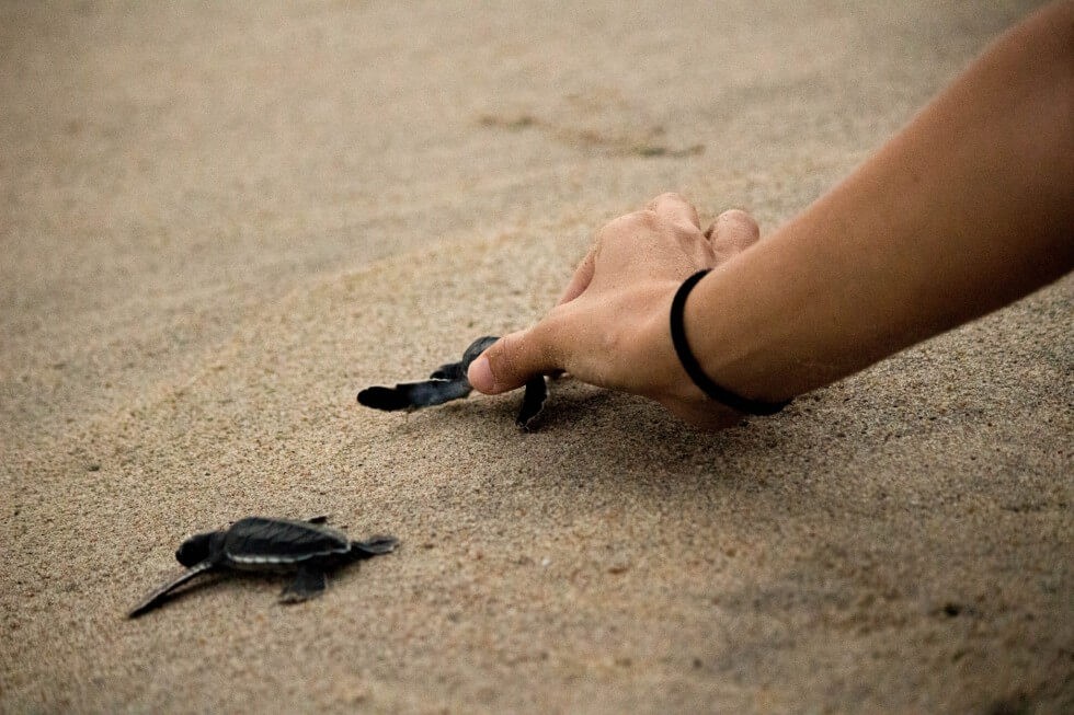 Baby Sea Turtle Release on the Beach