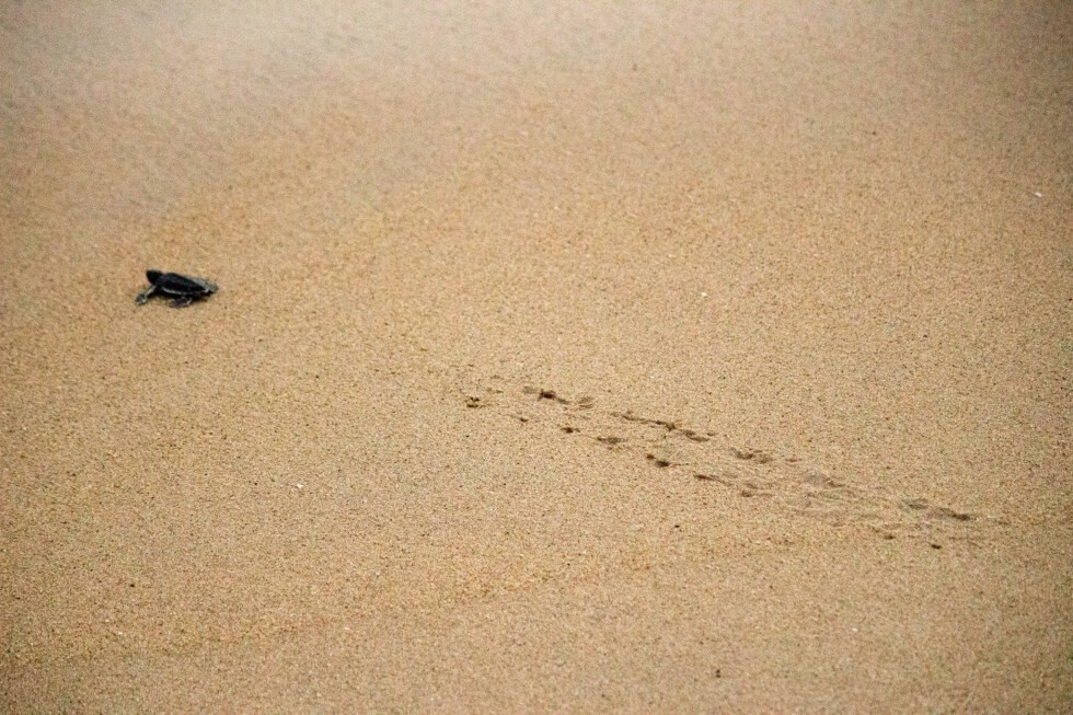 Baby Sea Turtle Tracks on the Beach