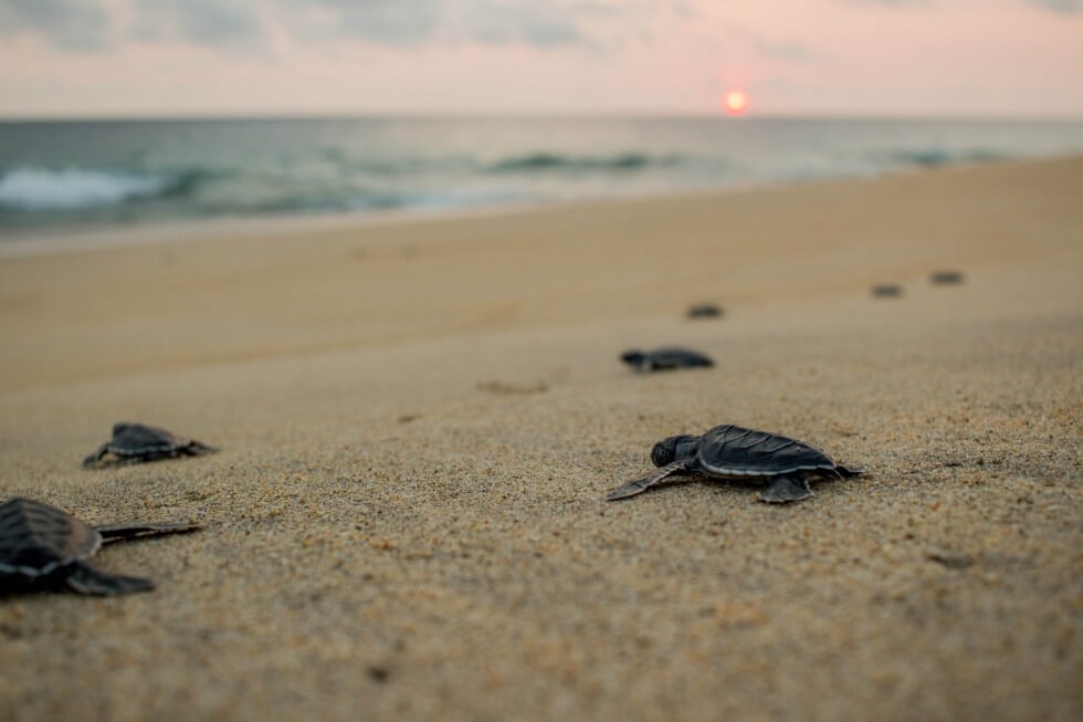 Baby Sea Turtles Crawling Towards the Ocean