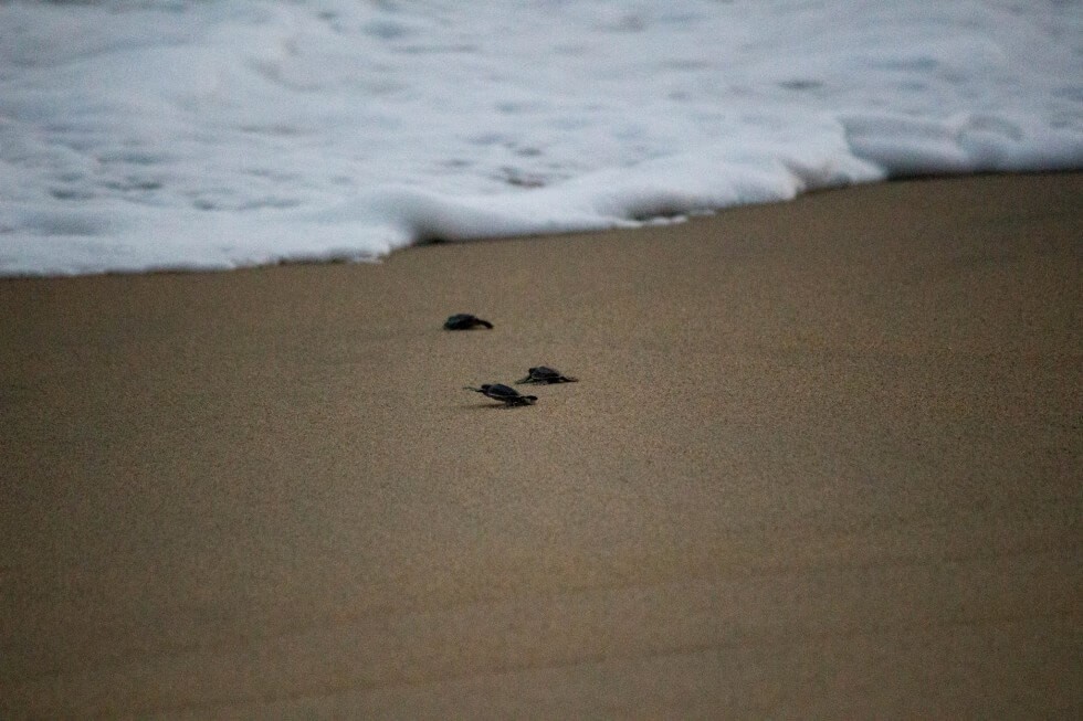 Baby Sea Turtles Running for the Ocean