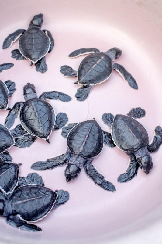 Bucket of Baby Sea Turtles Waiting for Release Mexico