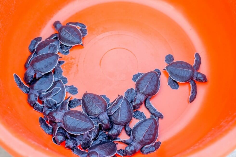Just Hatched Baby Sea Turtles Ready to be Released Mexico