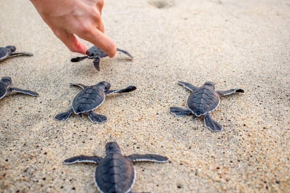 Releasing Baby Sea Turtles on the Pacific Coast of Mexico