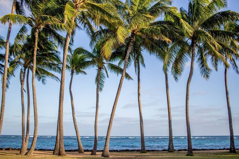 Palm Trees in Kapaa Best of Kauai