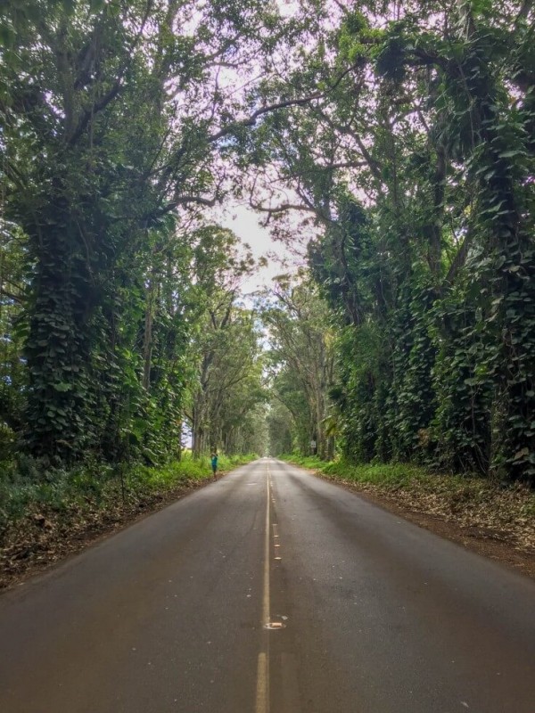 The Tree Tunnel Best of Kauai