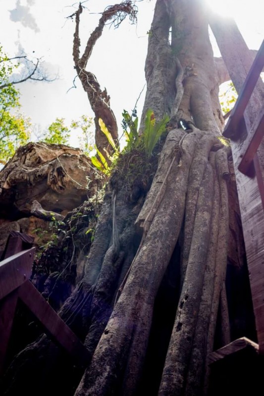 Tree roots reaching down into the Cenote Kankirixche