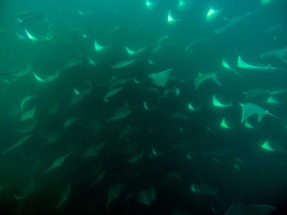 A school of Manta Rays in Mexico
