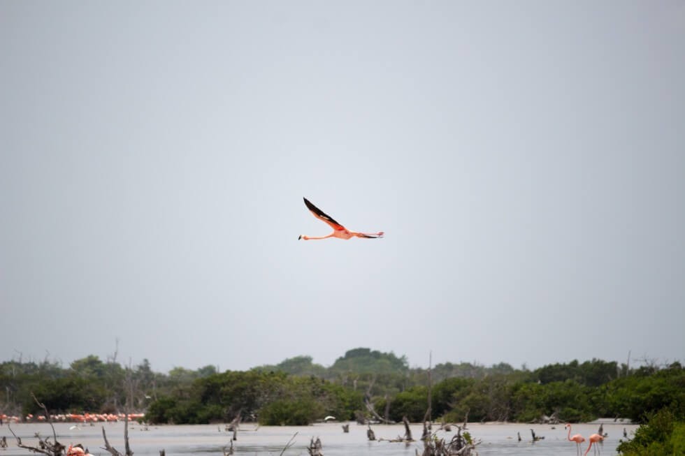 Flamingo Flying Yucatan Mexico
