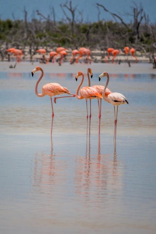 Flamingos near Merida Mexico
