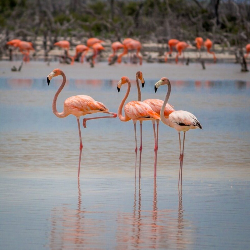 Flamingos near the Laguna Rosada Yucatan