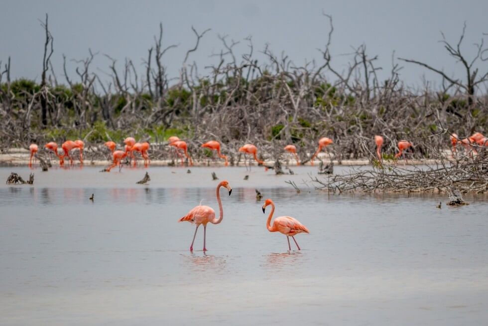 Flock of Flamingos Yucatan Mexico