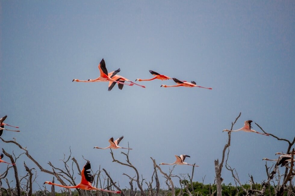 Flying Wild Flamingos Yucatan Mexico