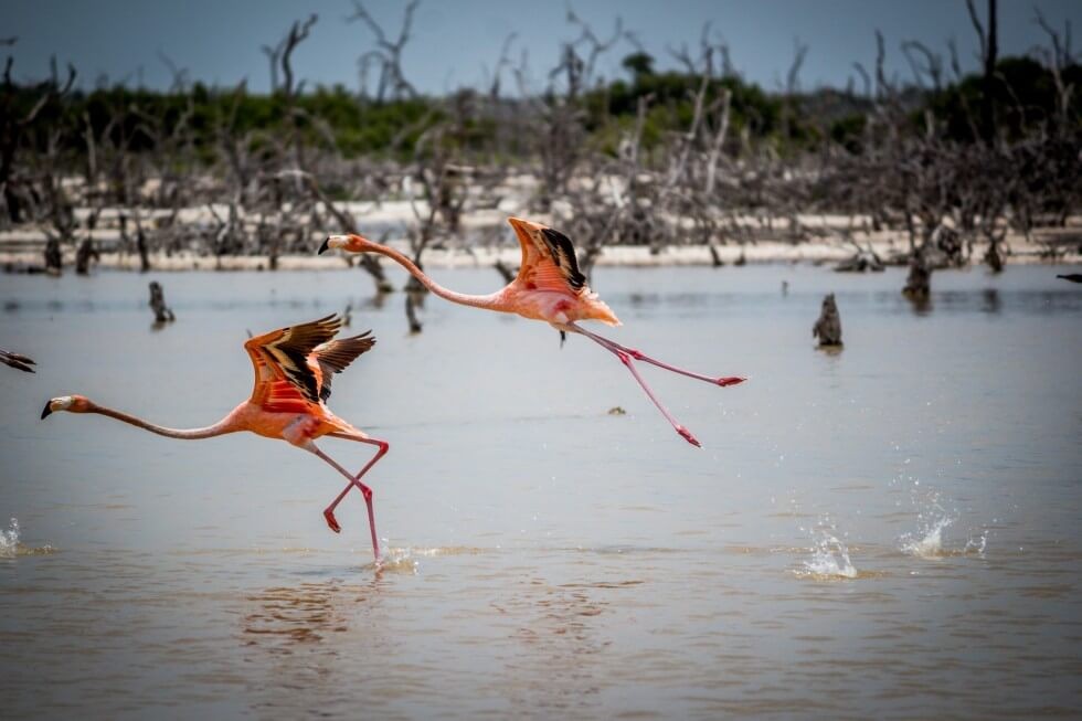 Leaping Flamingo Yucatan Mexico