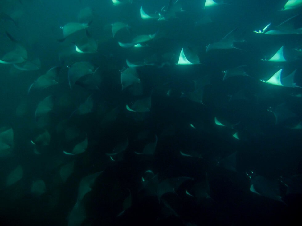Snorkeling with hundreds of Manta rays in Mexico