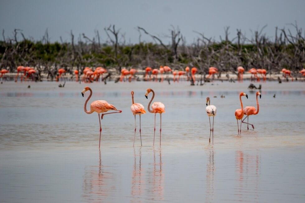 Wild Flamingos Yucatan Mexico