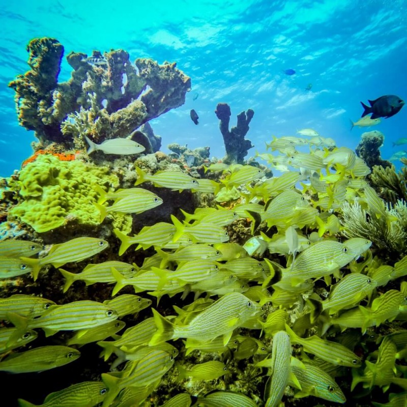 Fish Square Diving Isla Mujeres