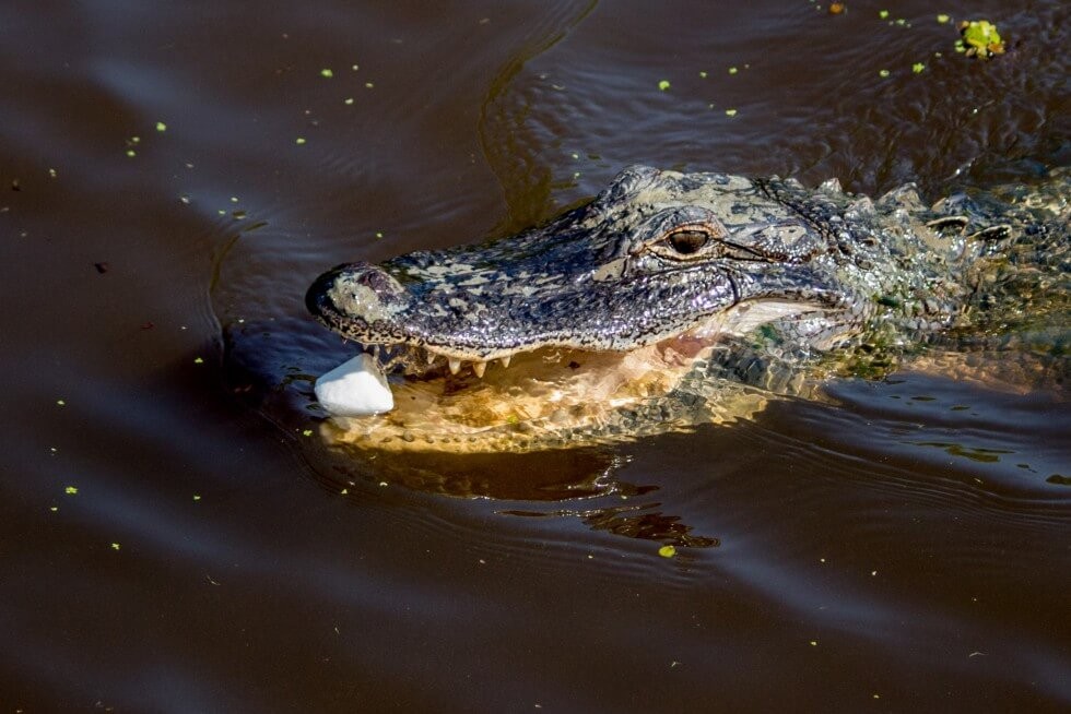 Alligator eating a marshmellow during our New Orleans Swamp Tour