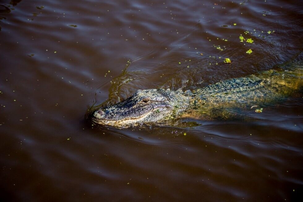 Alligator in the Bayou New Orleans Swamp Tour