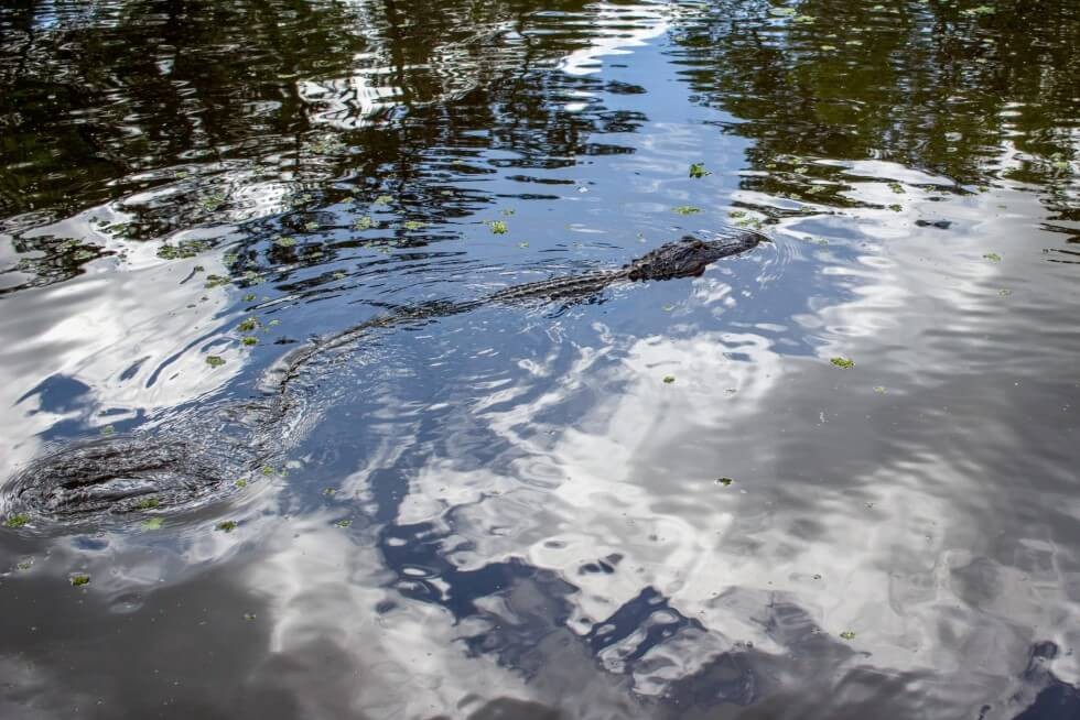 Alligator in the water New Orleans Swamp Tour