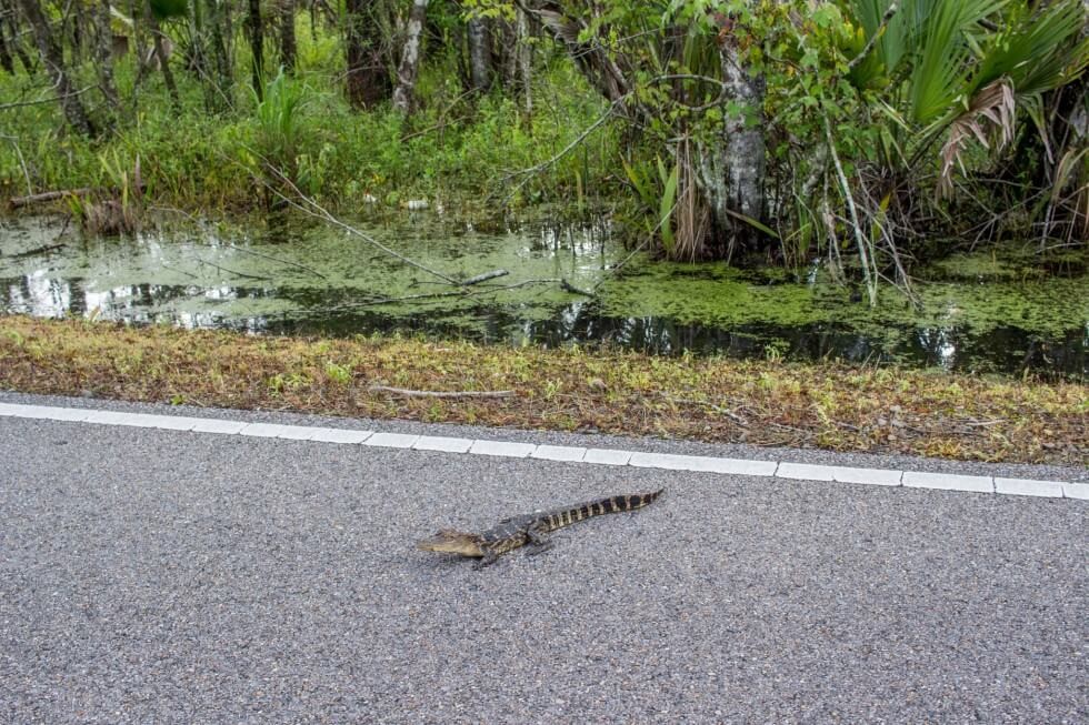 Baby Alligator Driving towards New Orleans Swamp Tour