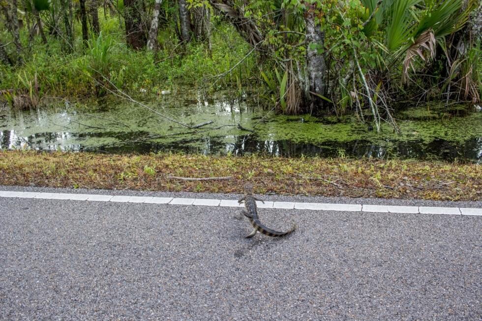 Baby Alligator Running Away Driving Out to New Orleans Swamp Tour