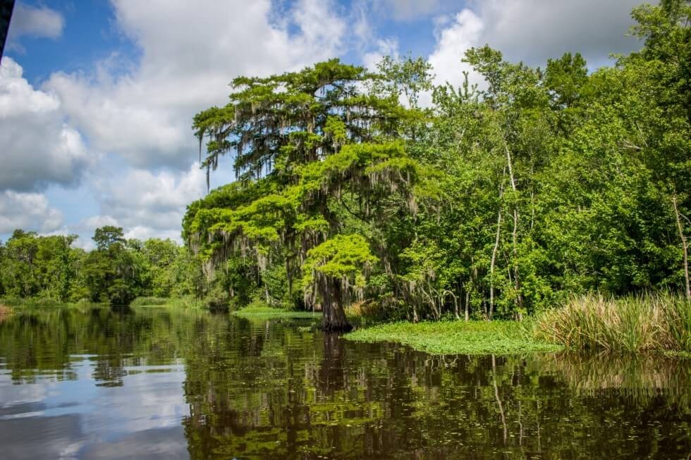 Beautiful Bayou New Orleans Swamp Tour
