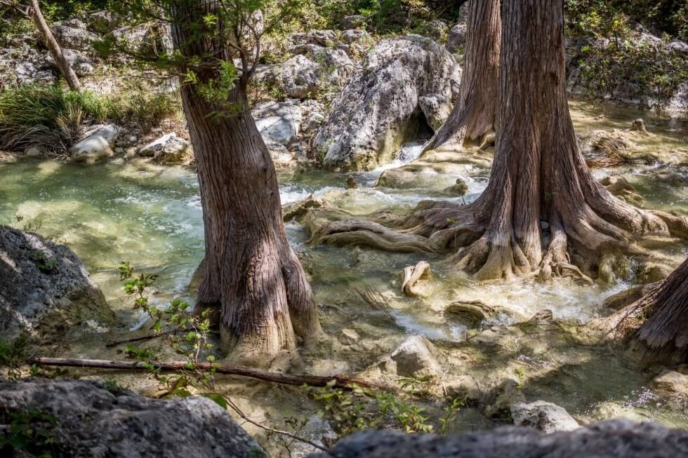 Beautiful trees growing in the river Hamilton Pool Austin