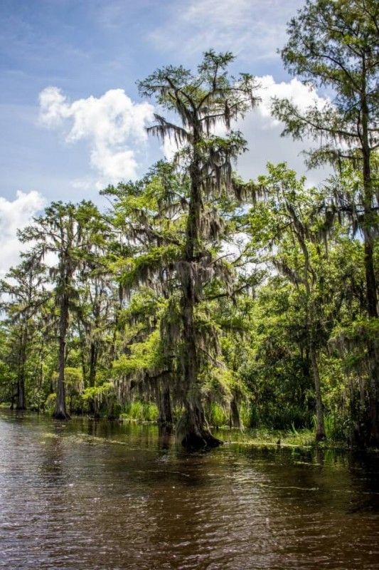Lovely tree New Orleans Swamp Tour