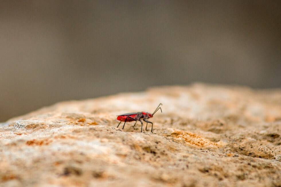 Bug in Dzibilchaltún ruins near Merida Mexico