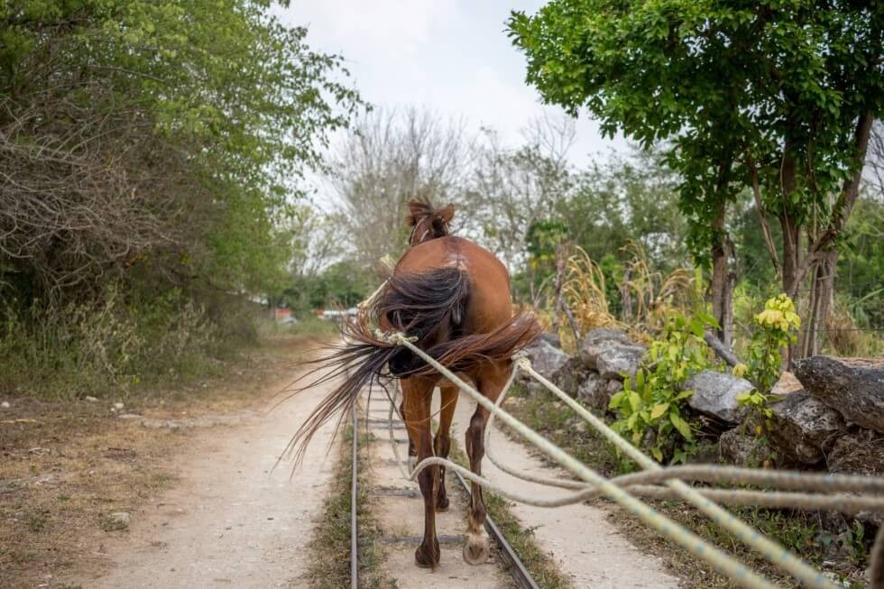 Horse trotting to Cenotes Near Merida