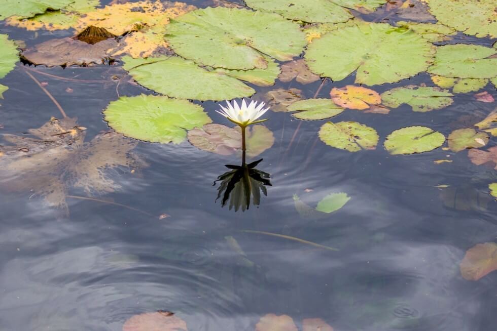 Lily Refelection in Cenote Xlacah in the Dzibilchaltún ruins