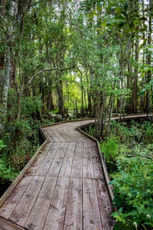 Boardwalk in Jean Lafitte National Park New Orleans Swamp